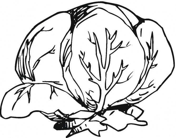 668x525 Lettuce Clip Art Black And White 4