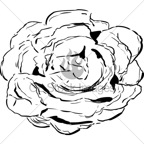 500x500 Outlined Bibb Lettuce Drawing Gl Stock Images