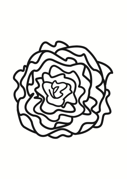 531x750 Coloring Page Lettuce
