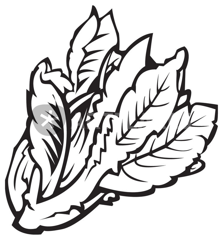 744x800 Vegetables Series Lettuce Drawing Art Prints And Posters By