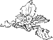 203x154 Drawing Lettuces