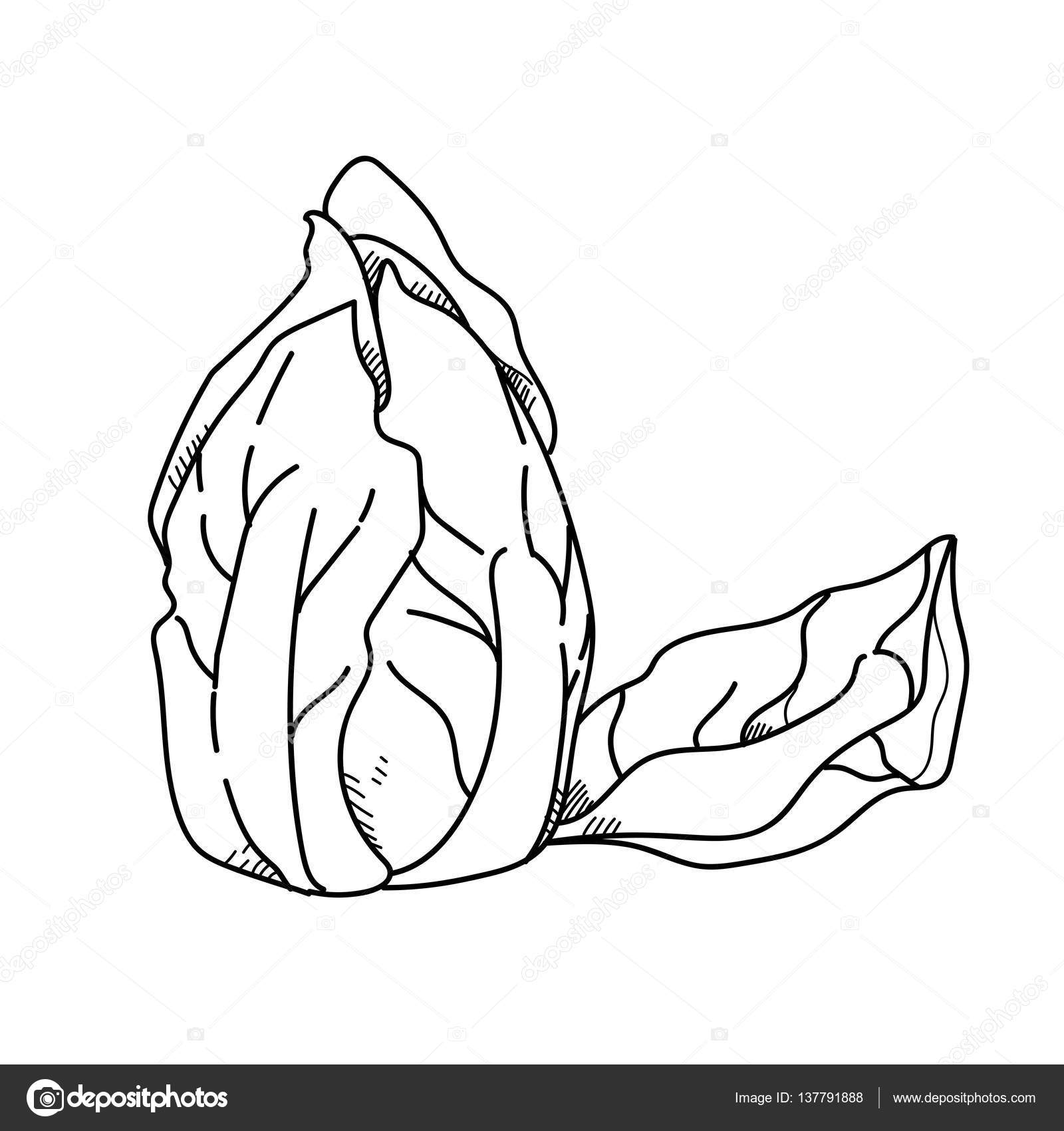 1600x1700 Freehand Drawing Illustration Vegetable Lettuce. Stock Photo