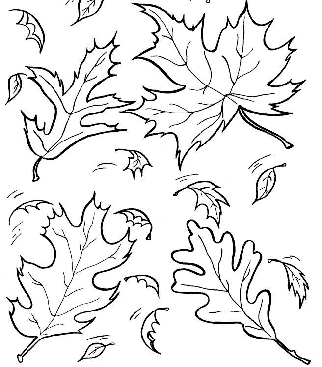 656x747 Lettuce Coloring Page