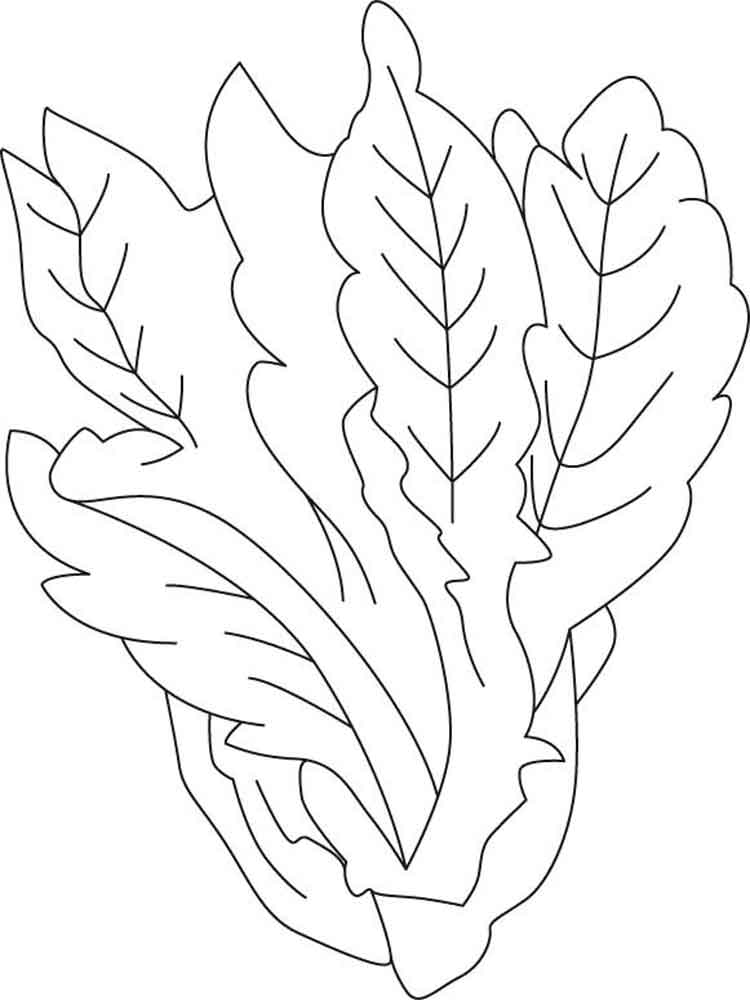 750x1000 Lettuce Coloring Page