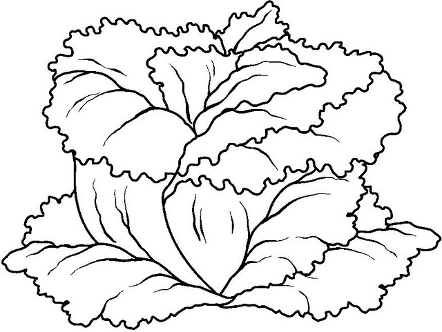 640x481 Lettuce Coloring Page Free Download