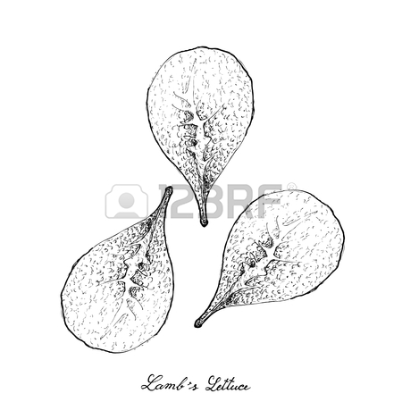 450x450 111 Lambs Lettuce Stock Illustrations, Cliparts And Royalty Free