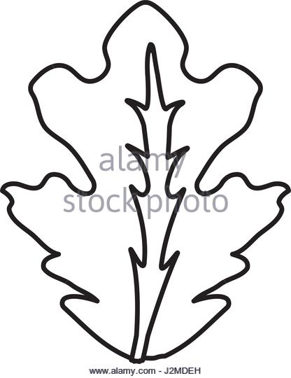 416x540 Lettuce Leaf Black And White Stock Photos Amp Images