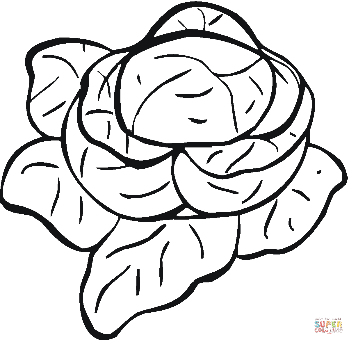 1200x1169 Lettuce Clipart Coloring