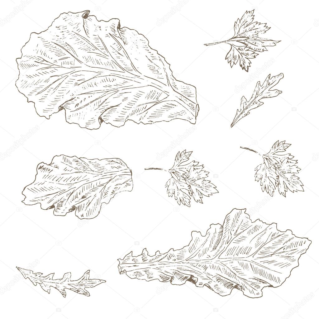 1024x1024 Lettuce Leaf, Arugula Stock Vector Nordfox
