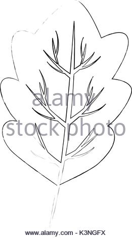 261x470 Lettuce Leaf Icon Over White Background Vector Illustration Stock