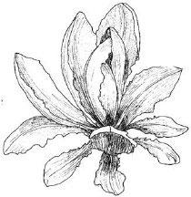 210x216 Heirloom Lettuce Varieties