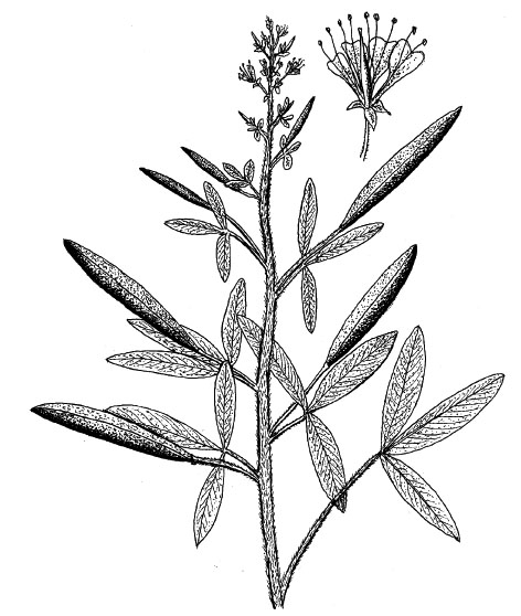 472x558 Lewis And Clark On The Great Plains A Natural History Journals