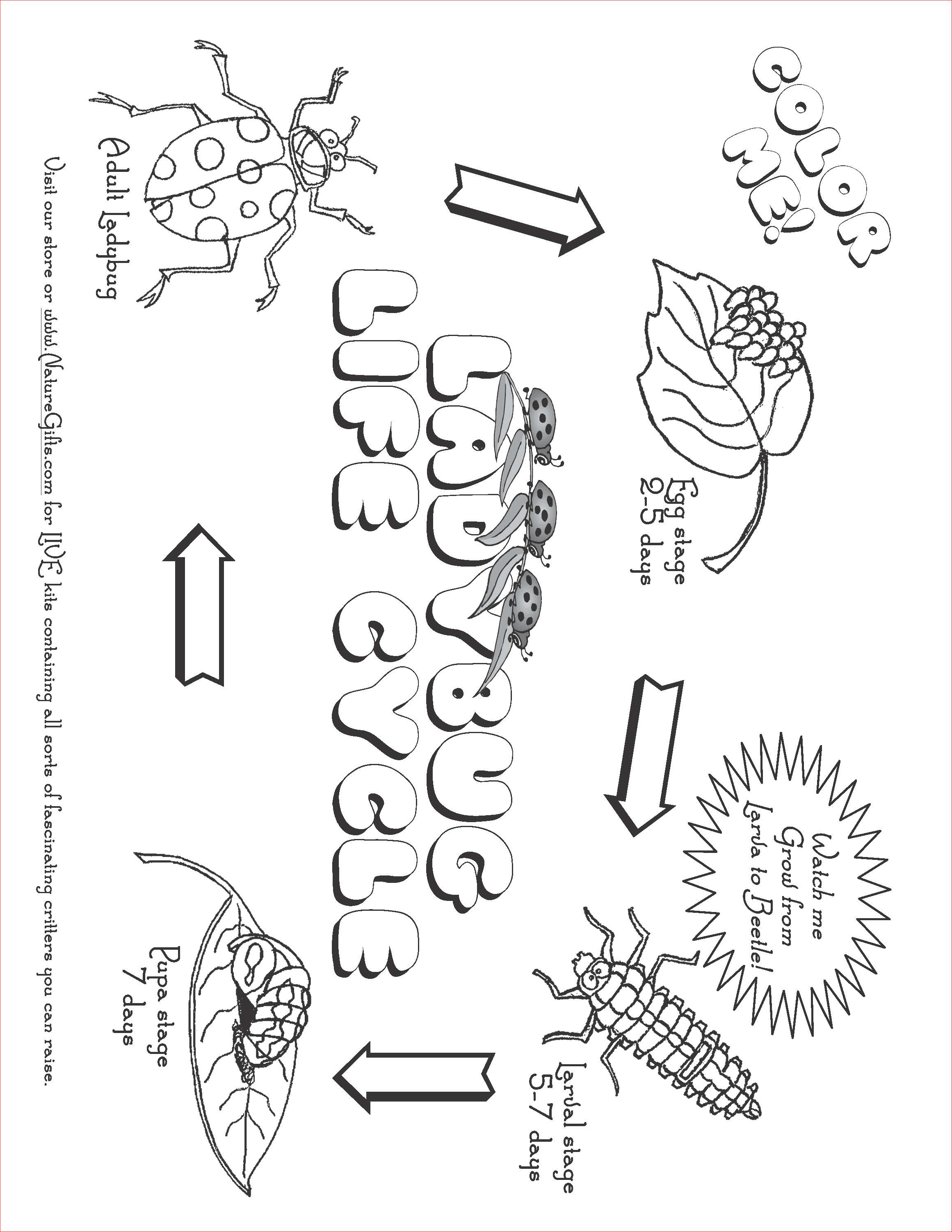 2321x3003 Free Ladybug Life Cycle Coloring Page