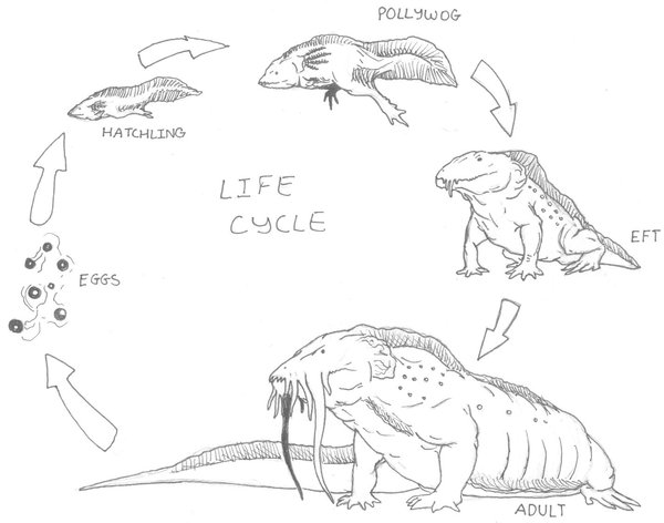 Life Cycle Drawing at GetDrawings | Free download