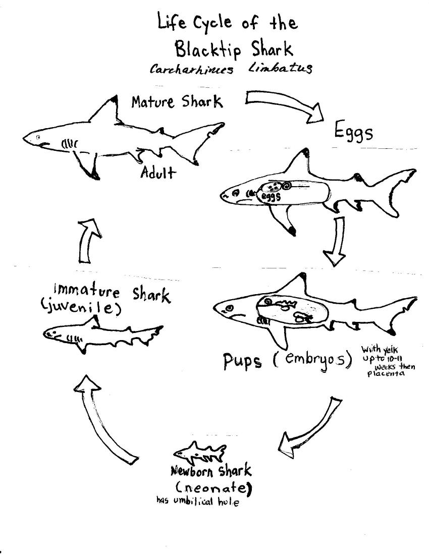 Great White Shark Life Cycle Diagram
