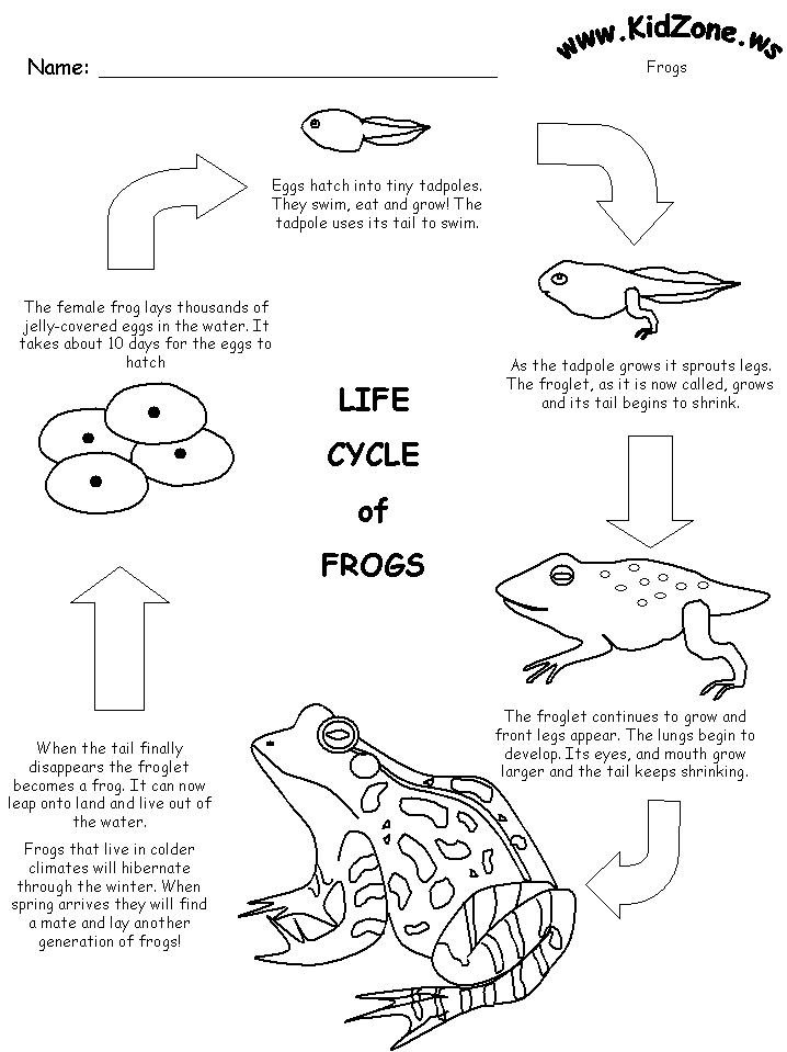 718x959 Life Cycle Worksheet Pond Theme Frog Life Cycles