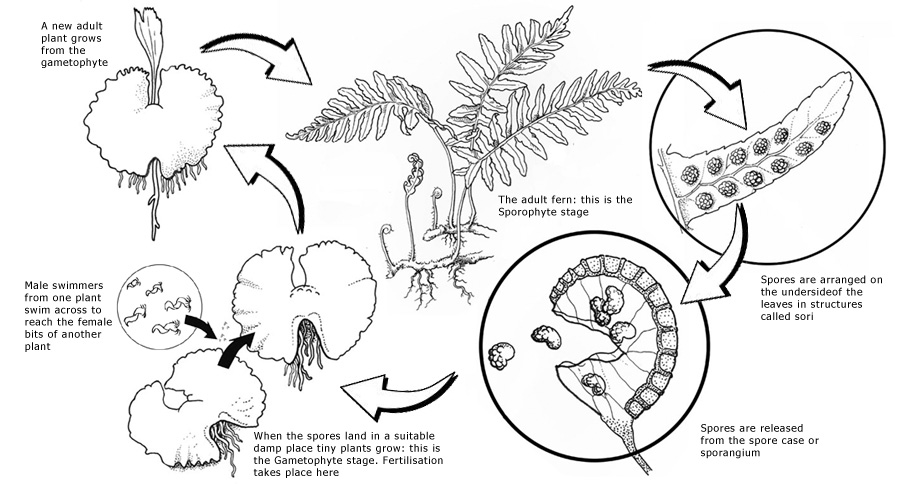 900x484 The Life Cycle Of A Fern
