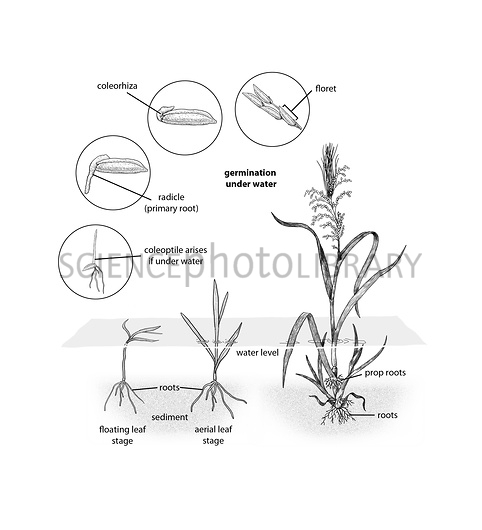 482x530 Wild Rice Life Cycle, Illustration