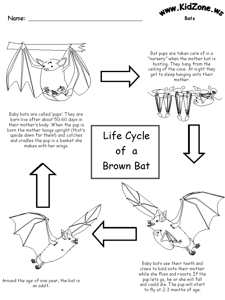 718x957 Bat Activity Sheets