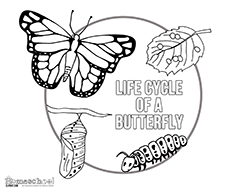 250x193 Butterfly Clipart, Coloring Amp Worksheets