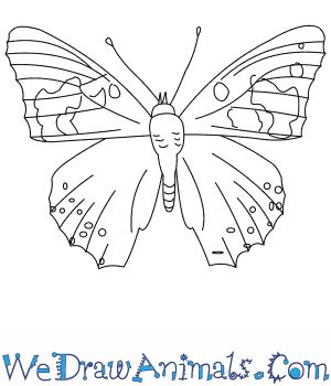 300x350 How To Draw A Painted Lady