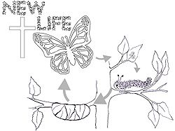 250x187 Kid's Information About New Life In Christ As Butterfly Metaphore