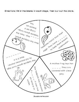 270x350 Life Cycle Of A Frog Wheel Free After School Frogs