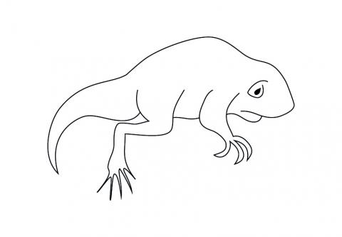 480x332 Life Cycle Of A Frog