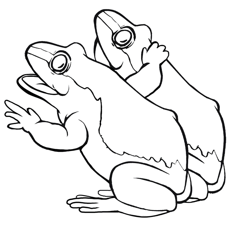800x764 Free Frog Coloring Pages To Print Out And Color!