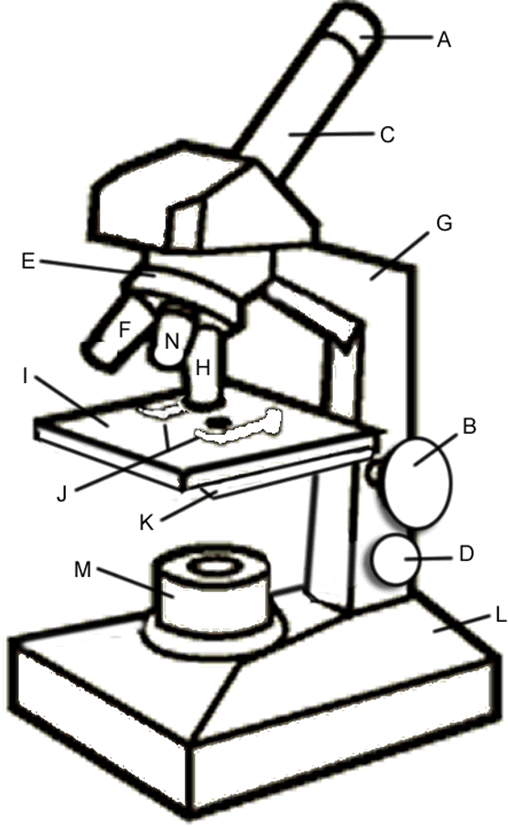 508x826 Microscope Drawing Clipart Panda