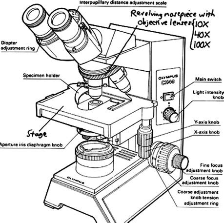 Light Microscope Drawing at GetDrawings | Free download