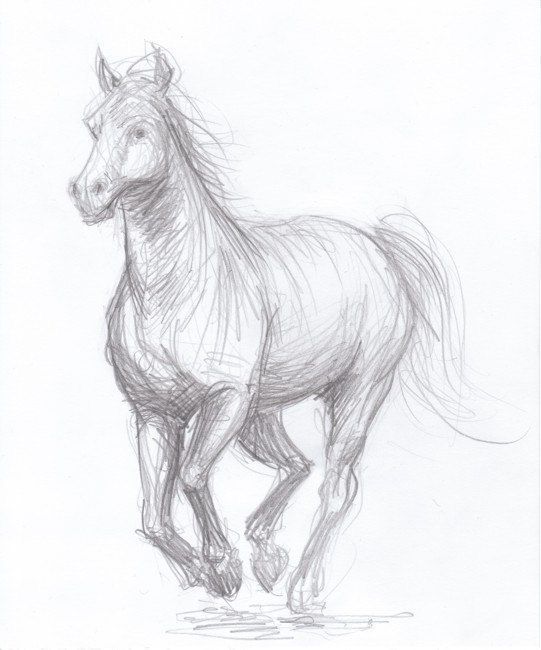 541x650 114 Best Horses Images On Drawings Of Horses, Horse