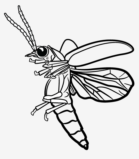 Lightning Bug Drawing at GetDrawings.com | Free for personal use
