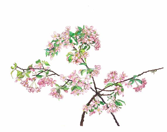 Lilac Botanical Drawing