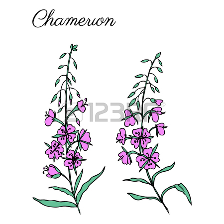 450x450 Artemisia Absinthium, Wormwood Hand Drawn Vector Ink Color Sketch