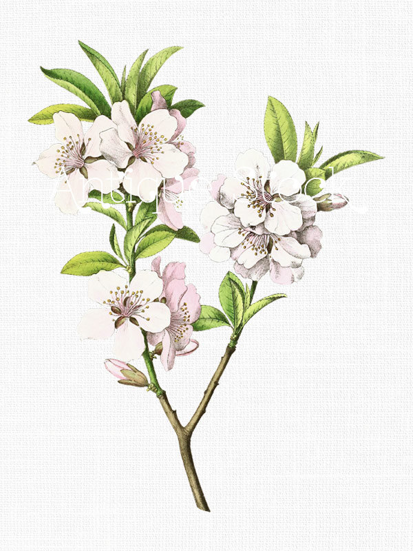 600x800 Digital Download Image