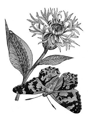 299x400 132 Best Nature Notes Images On Botanical Drawings