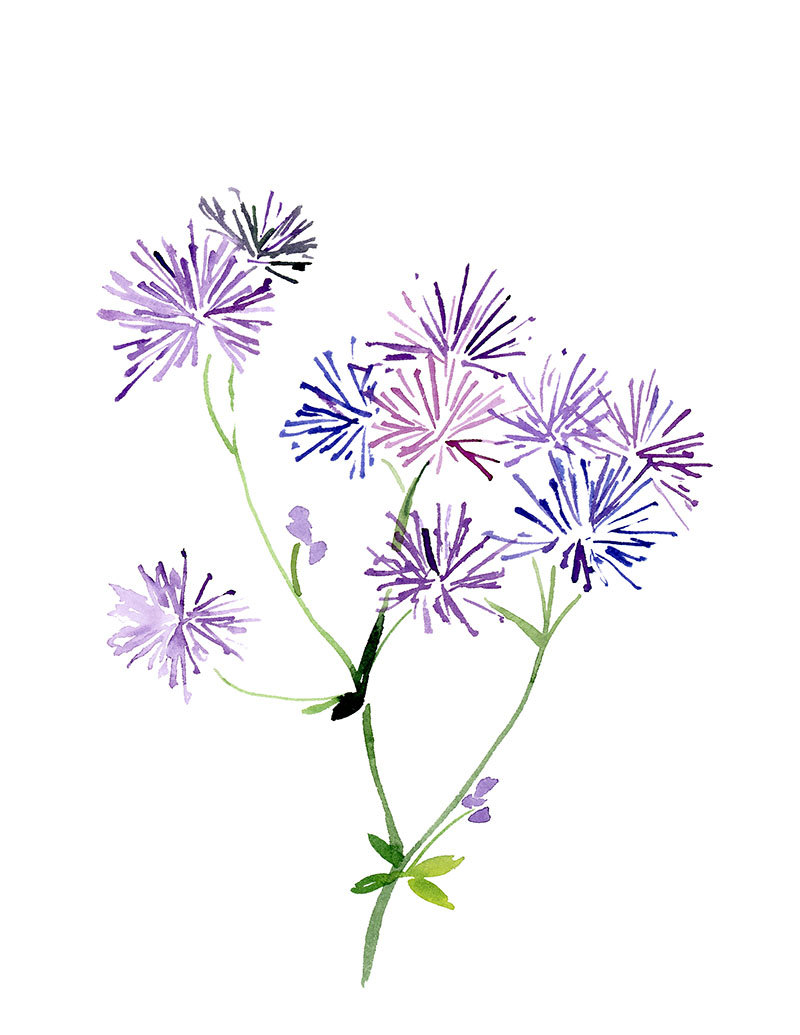 Lilac Botanical Drawing at GetDrawings | Free download