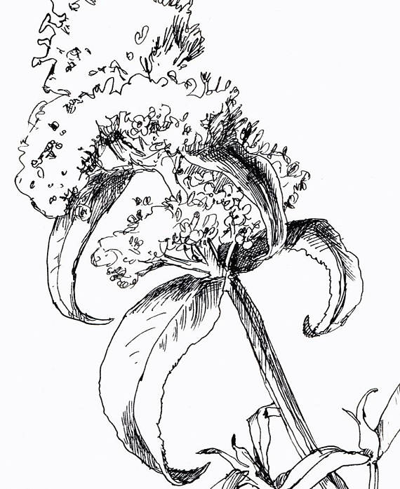 570x697 Lilacs Ink Drawing Original Line Drawing After Lilac