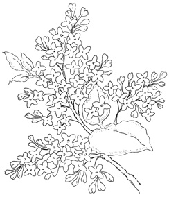 244x284 26 Best Lilacs Images On Vintage Flowers, Water