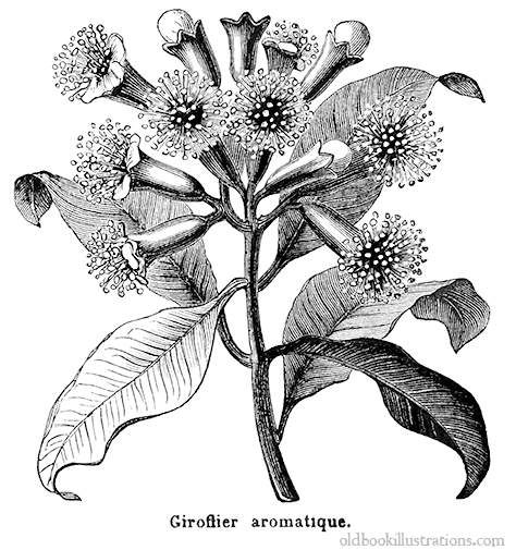 474x505 37 Best Nature And Floral Painters Images On Flower