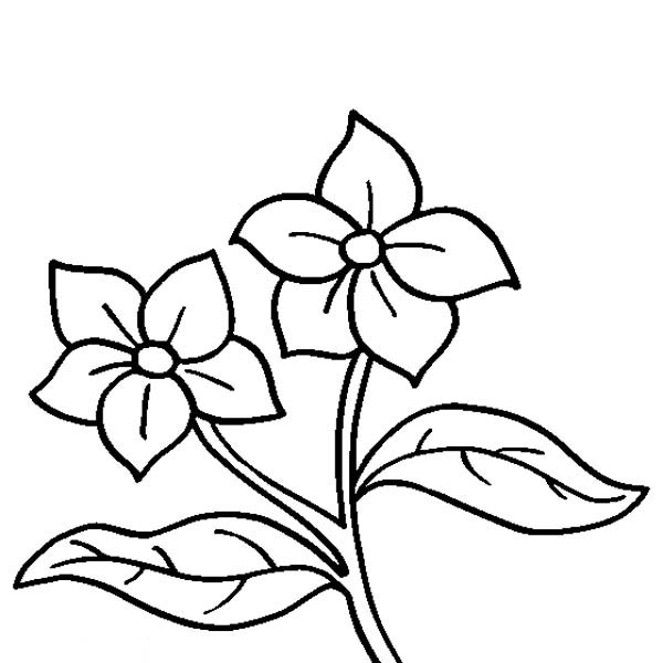 600x600 Lilac Coloring Pages