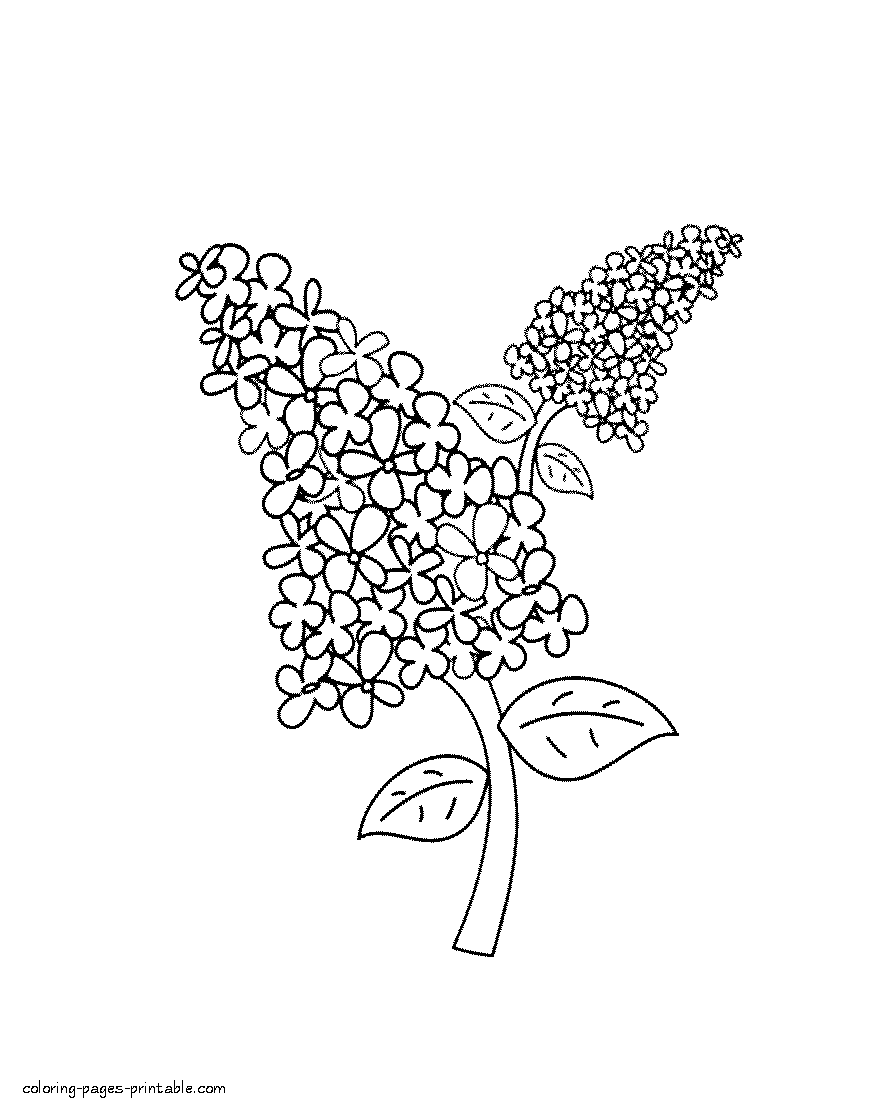 895x1111 Lilac Coloring Page