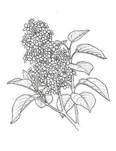 Lilac Drawing at GetDrawings | Free download