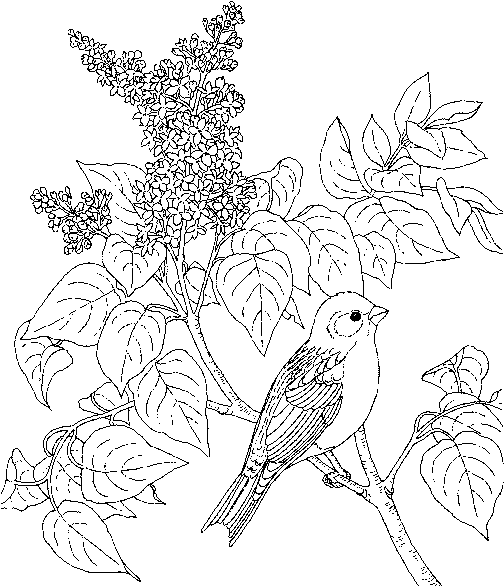 1016x1183 Flower Page Printable Coloring Sheets Bird And Flower State