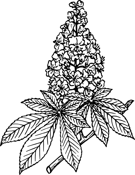 456x592 Flower Coloring Pages