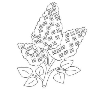 300x300 How To Draw Lilac Flower Coloring Page Coloring Sky