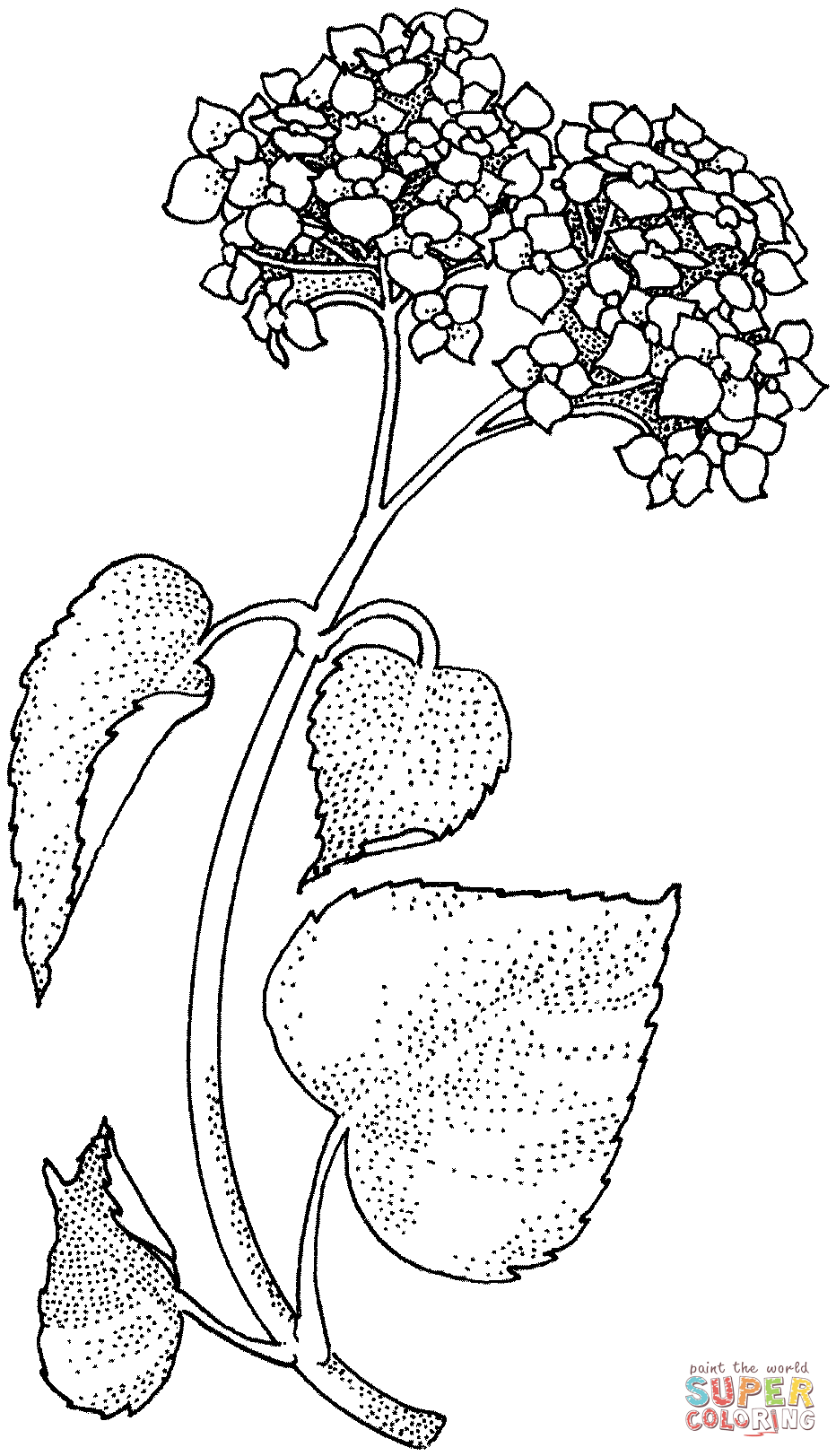 932x1623 Lilac Branch Coloring Page Free Printable Coloring Pages