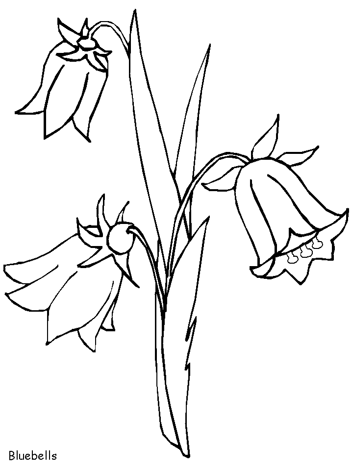 718x957 Bluebells Line Drawing