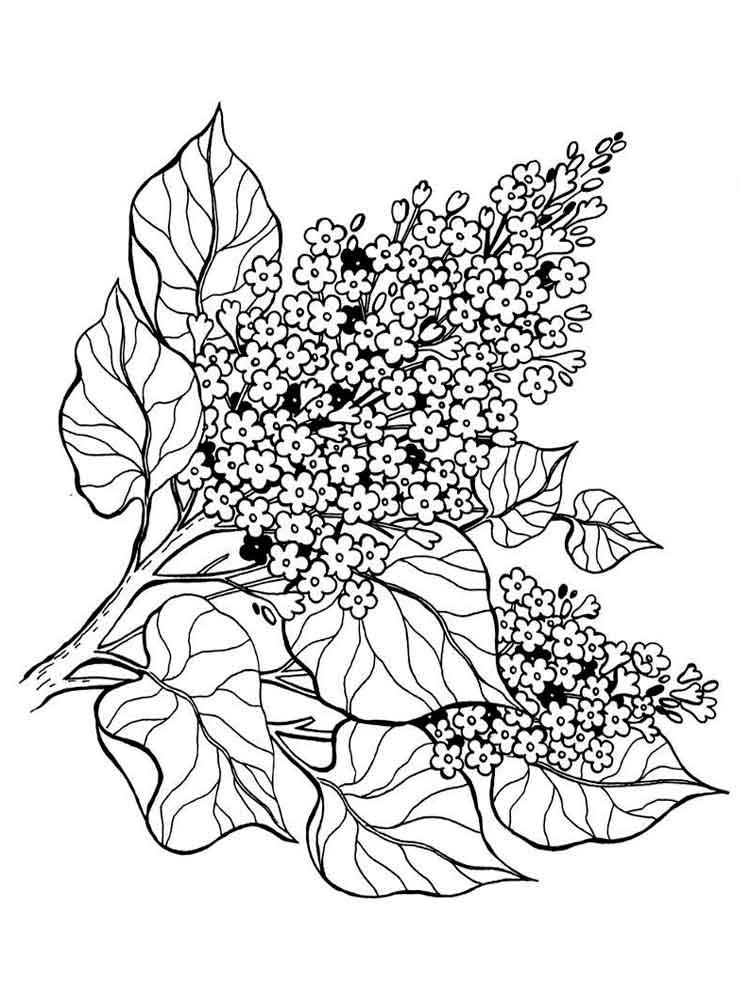 750x1000 Lilac Coloring Pages